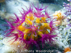 A soft coral taken at Moonie Reef in Port Elizabeth, Cano... by Anthony Wooldridge 